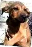 Cachorro raça SRD idade 2 a 6 meses nome Aslan e Andreas