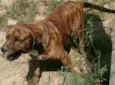 Chicão