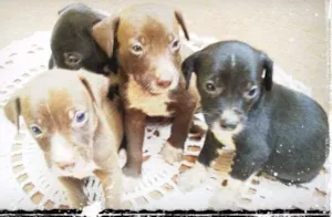 Cachorro raça Não definida idade Abaixo de 2 meses nome Filhotes
