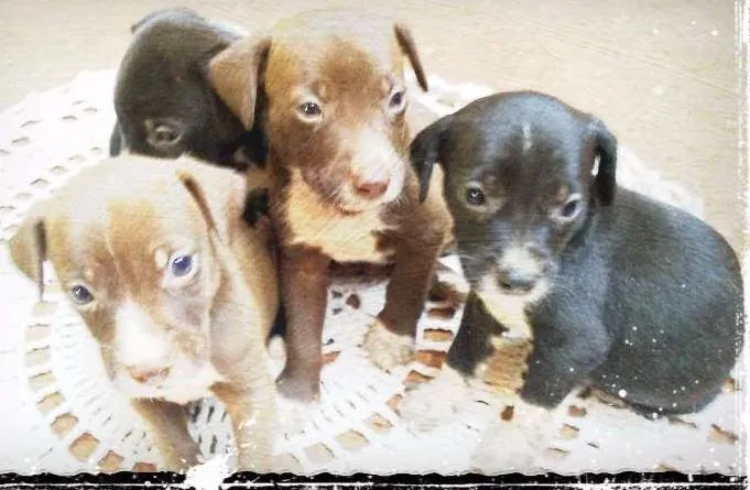 Cachorro ra a Não definida idade Abaixo de 2 meses nome Filhotes