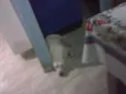 dieiqui
