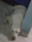 dieiqui
