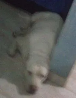 Cachorro raça Pit-Bull idade 6 ou mais anos nome dieiqui