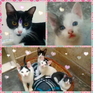 Gato raça SRD idade 2 a 6 meses nome fofuras
