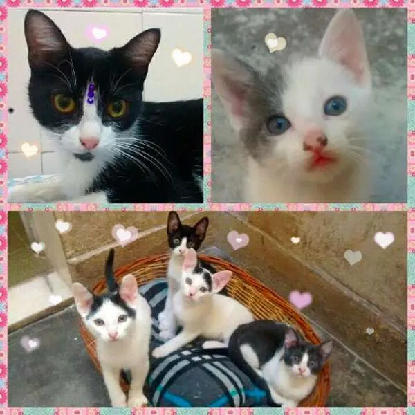 Gato ra a SRD idade 2 a 6 meses nome fofuras