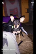 Bob