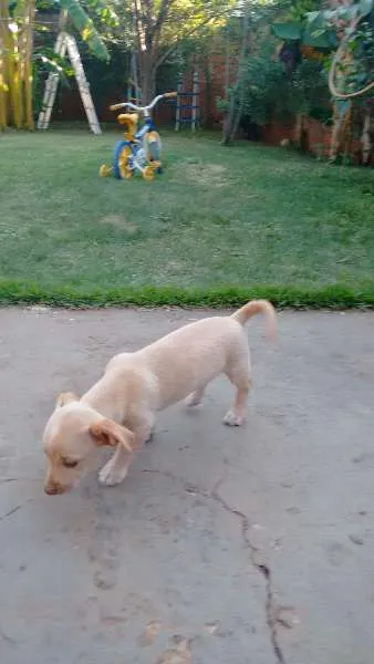 Cachorro ra a VIRA LATA idade 2 a 6 meses nome BARÃO