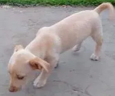 Cachorro raça VIRA LATA idade 2 a 6 meses nome BARÃO