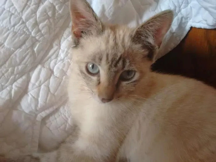 Gato ra a SRD idade 2 a 6 meses nome CHARLOTE