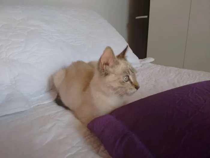 Gato ra a SRD idade 2 a 6 meses nome CHARLOTE