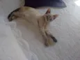 CHARLOTE