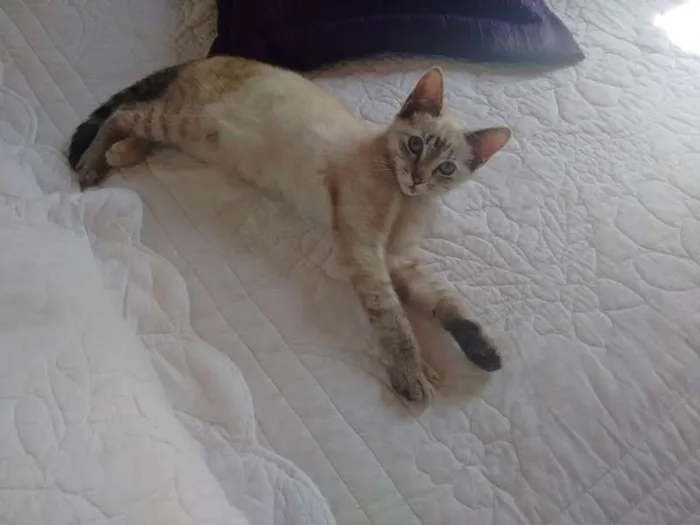 Gato ra a SRD idade 2 a 6 meses nome CHARLOTE