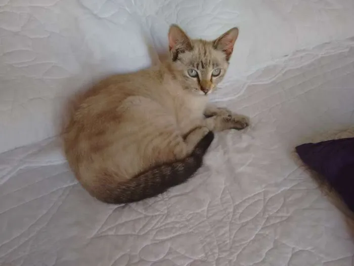 Gato ra a SRD idade 2 a 6 meses nome CHARLOTE