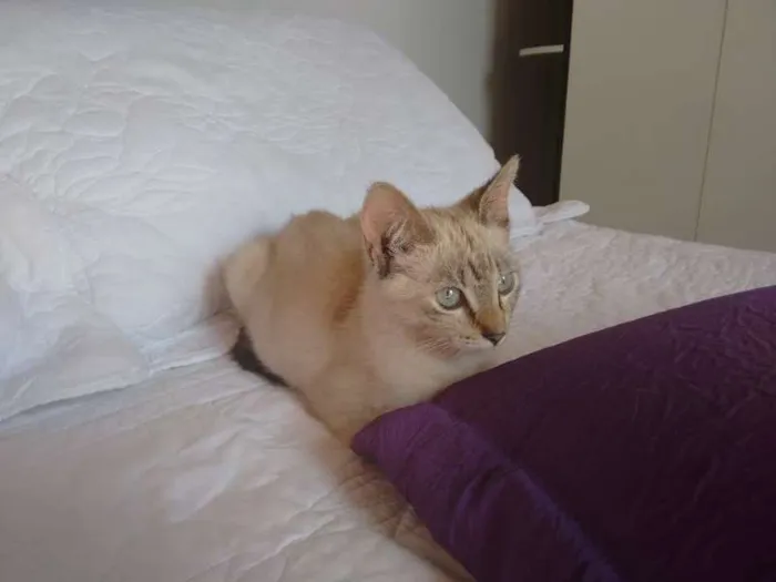 Gato ra a SRD idade 2 a 6 meses nome CHARLOTE