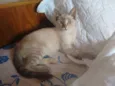 CHARLOTE