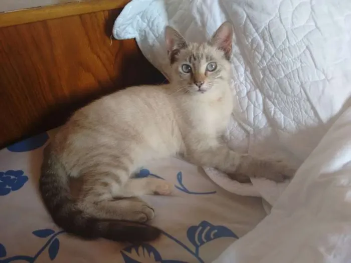 Gato ra a SRD idade 2 a 6 meses nome CHARLOTE