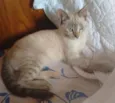 CHARLOTE