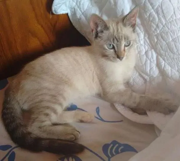 Gato ra a SRD idade 2 a 6 meses nome CHARLOTE