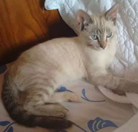 Gato ra a SRD idade 2 a 6 meses nome CHARLOTE