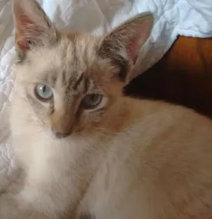 Gato raça SRD idade 2 a 6 meses nome CHARLOTE