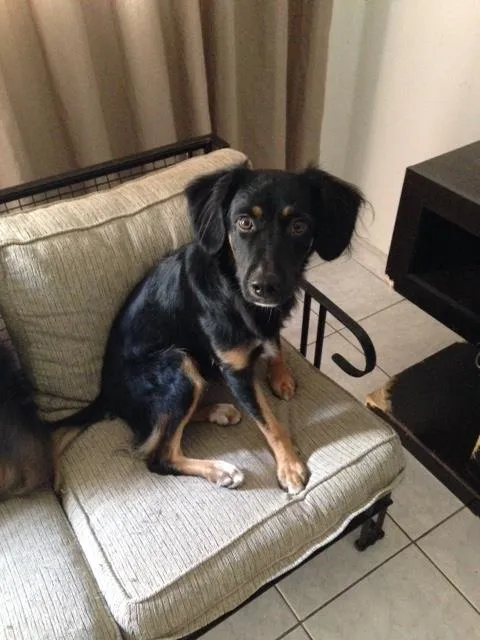 Cachorro ra a Não definida idade 1 ano nome Jack