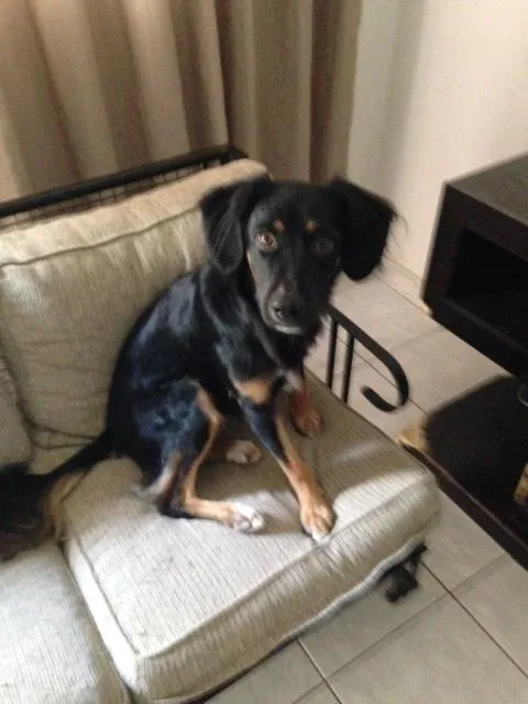 Cachorro ra a Não definida idade 1 ano nome Jack