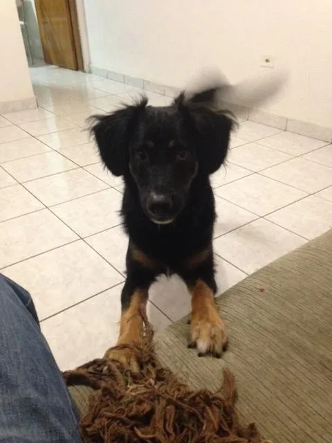 Cachorro ra a Não definida idade 1 ano nome Jack