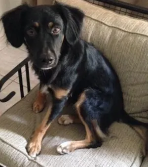 Cachorro raça Não definida idade 1 ano nome Jack