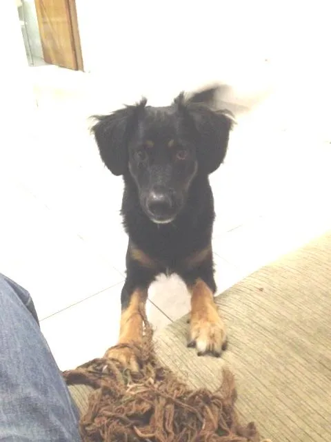 Cachorro ra a Não definida idade 1 ano nome Jack