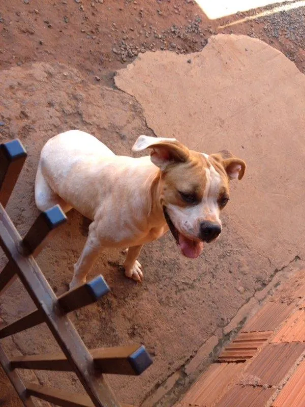 Cachorro ra a Boxer idade 2 anos nome Pedrita