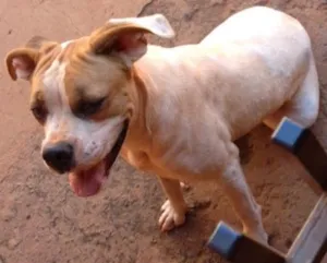Cachorro raça Boxer idade 2 anos nome Pedrita