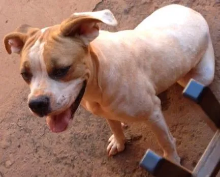 Cachorro ra a Boxer idade 2 anos nome Pedrita