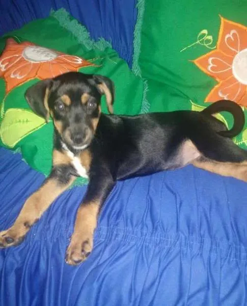 Cachorro raça Pinscher idade 2 a 6 meses nome nina