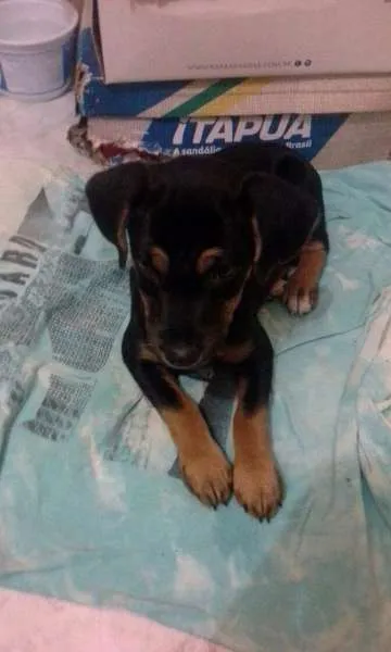Cachorro raça Pinscher idade 2 a 6 meses nome nina