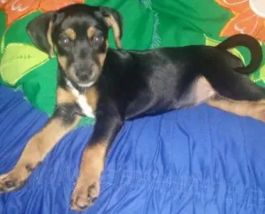 Cachorro raça Pinscher idade 2 a 6 meses nome nina