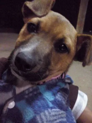 Cachorro raça SRD idade 2 a 6 meses nome Melissa