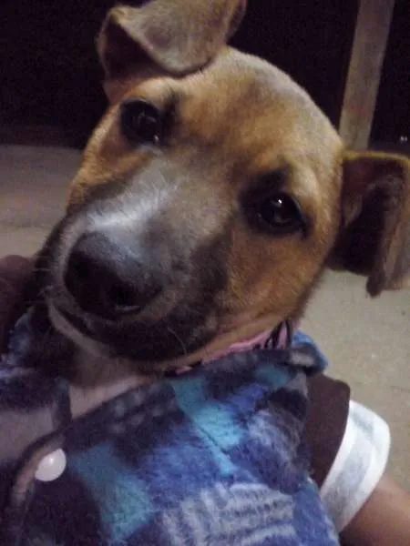 Cachorro ra a SRD idade 2 a 6 meses nome Melissa