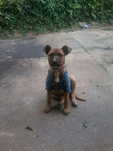 Cachorro ra a SRD idade 2 a 6 meses nome Melissa