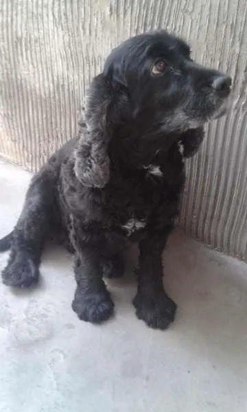Cachorro ra a Cocker idade 6 ou mais anos nome safira