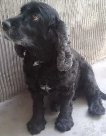 Cachorro ra a Cocker idade 6 ou mais anos nome safira