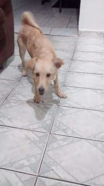 Cachorro ra a Vira Lata idade 2 a 6 meses nome Bárbara