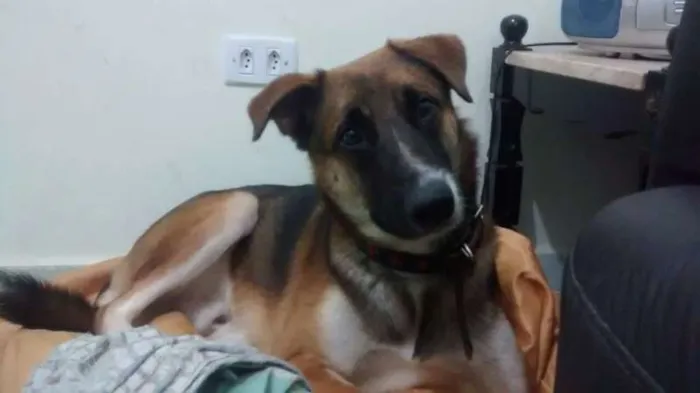Cachorro ra a SRD idade 1 ano nome Thor
