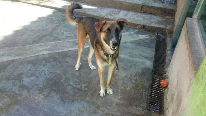 Cachorro ra a SRD idade 1 ano nome Thor