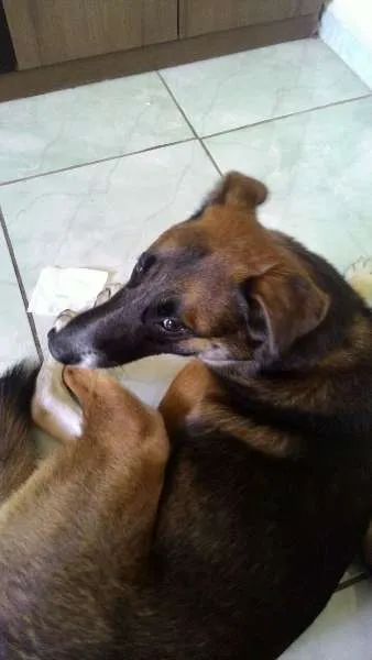Cachorro ra a SRD idade 1 ano nome Thor