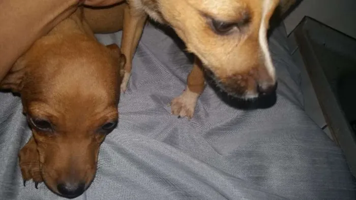 Cachorro ra a indefinida idade  nome todos amarelos