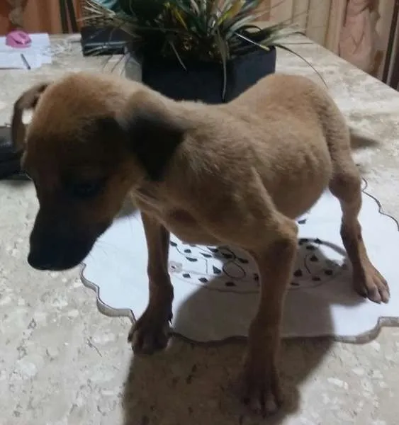 Cachorro ra a indefinida idade  nome todos amarelos