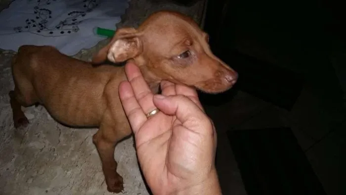 Cachorro ra a indefinida idade  nome todos amarelos