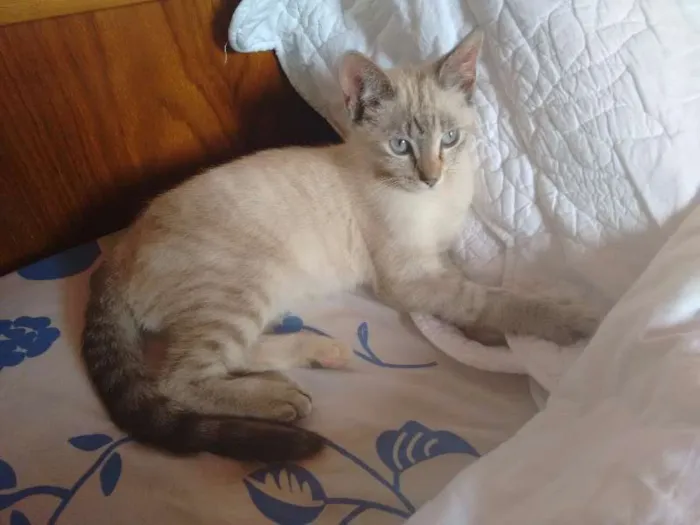 Gato ra a SRD idade 2 a 6 meses nome Charlotte