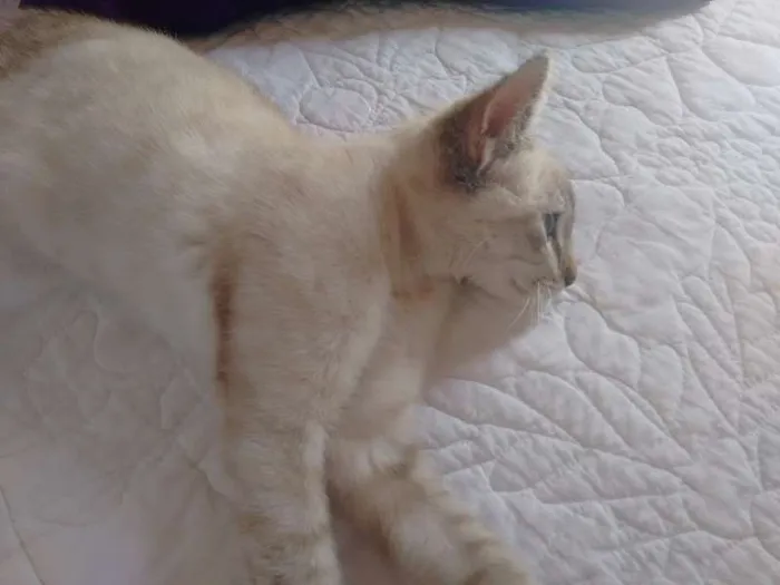 Gato ra a SRD idade 2 a 6 meses nome Charlotte
