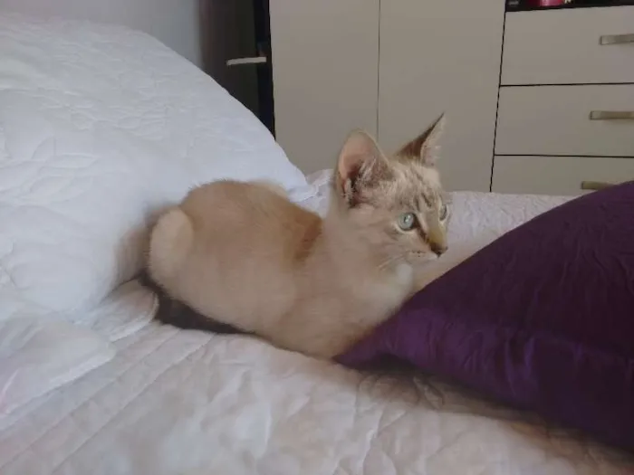 Gato ra a SRD idade 2 a 6 meses nome Charlotte